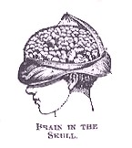 Brain in the Skull